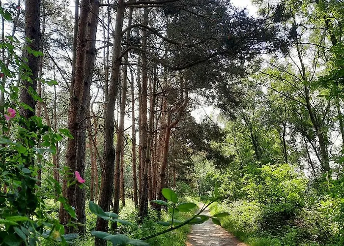 De Boogschutter - Kersenboom 3* Langenboom